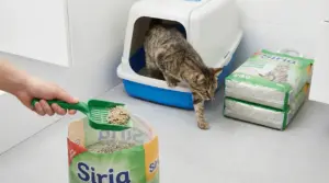 Gatto che esce da una lettiera mentre una mano rimuove sabbia sporca con una paletta